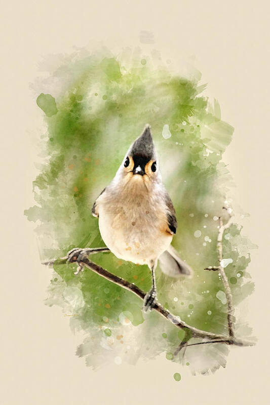 Bird Art Print featuring the mixed media Tufted Titmouse - Watercolor Art by Christina Rollo