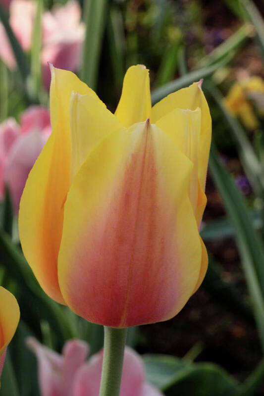 Nature Art Print featuring the photograph Tulip Time by Harold Rau