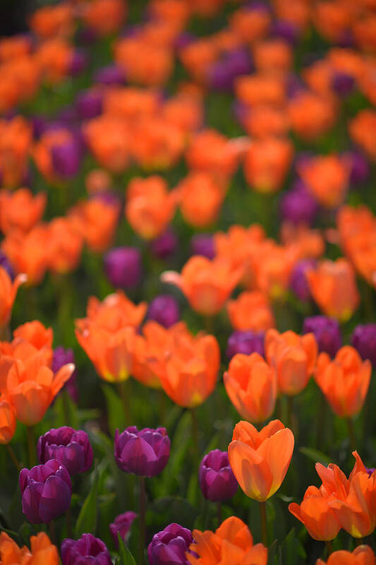 Tulips Art Print featuring the photograph Tulips at Clevelands Botanical Gardens by Clint Buhler