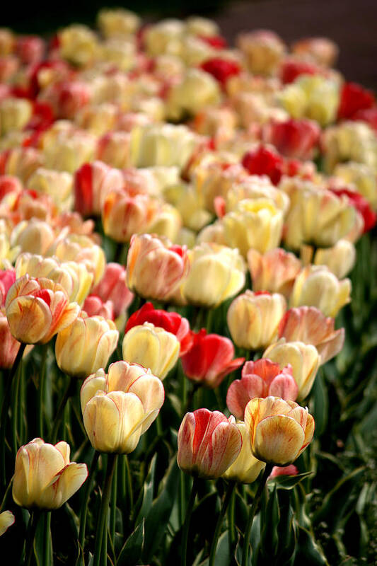 Tulips Art Print featuring the photograph Tulips On Parade by Penny Hunt