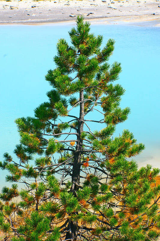  Art Print featuring the photograph Turquoise Tree by Jon Emery