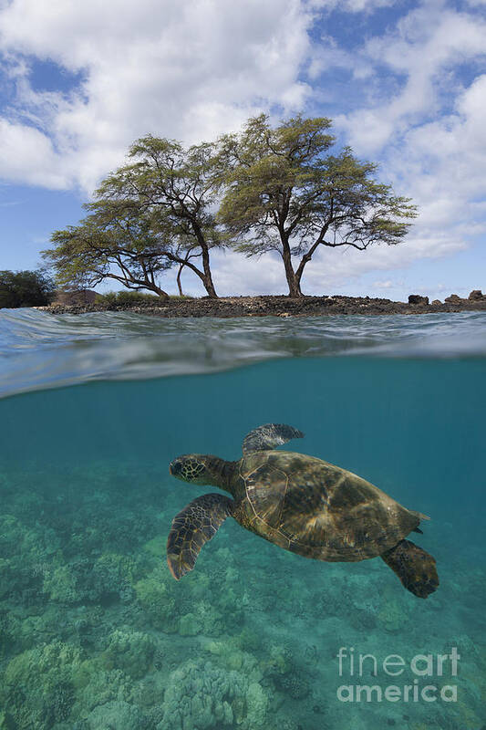 Green Sea Art Print featuring the photograph Turtle at Makena Landing by David Olsen