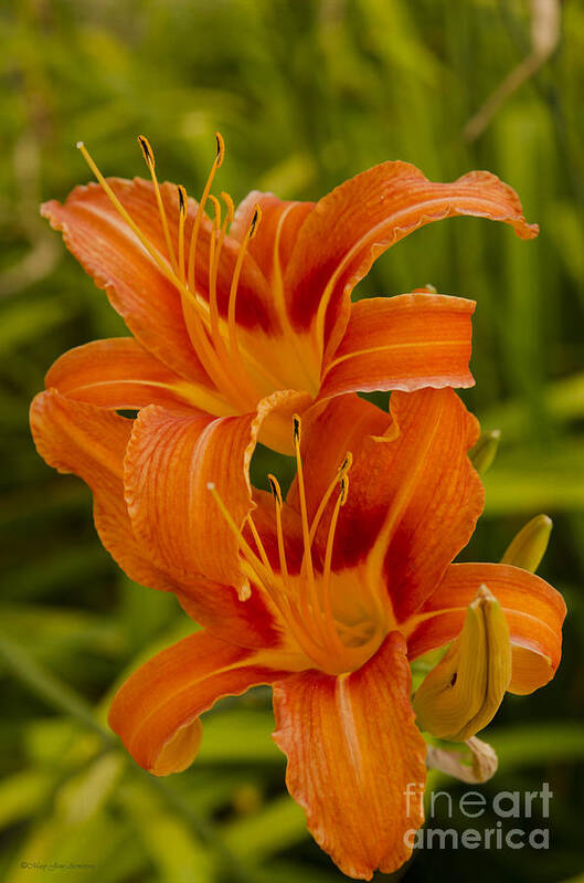 Lily Art Print featuring the photograph Twin Orange Trumpet Lilies by Mary Jane Armstrong