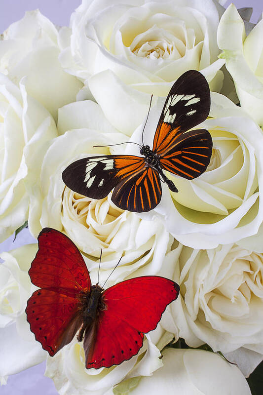 Two Butterfly Art Print featuring the photograph Two butterflies on white roses by Garry Gay