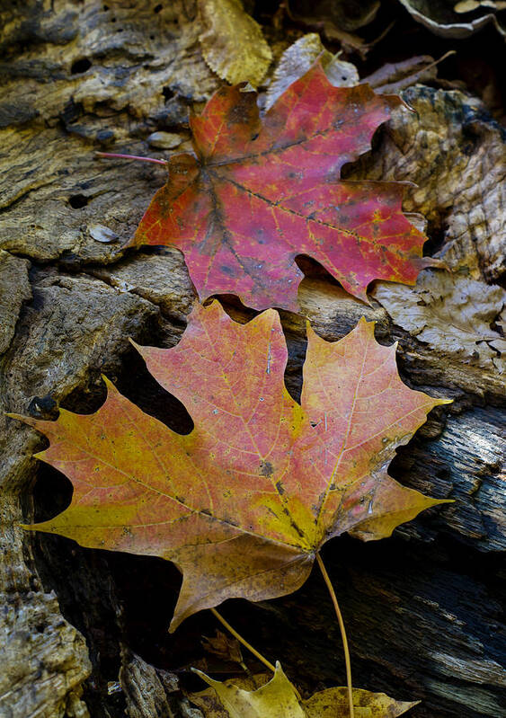 Autumn Art Print featuring the photograph Two Leaves by Larry Bohlin