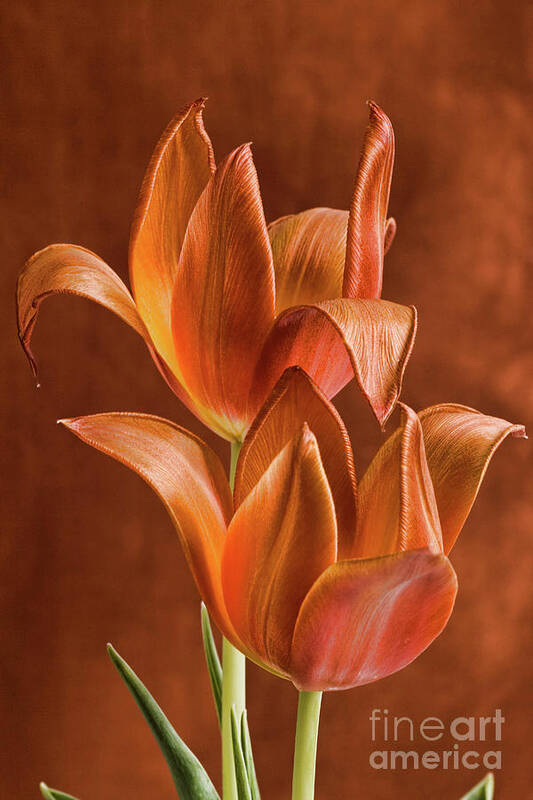Flower Art Print featuring the photograph Two orange red Tulips entwined by Linda Matlow