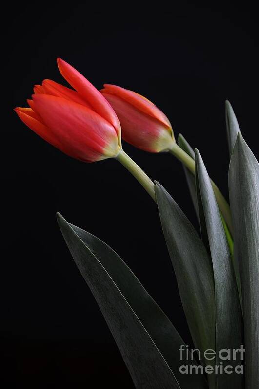 Nature Art Print featuring the photograph Two Red Tulips by Gene Mark