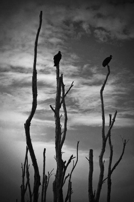 Vulture Art Print featuring the photograph Two Vultures On Dead Trees by Bradley R Youngberg
