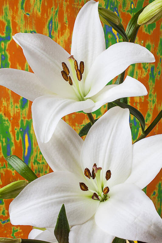 White Lily Art Print featuring the photograph Two white lilies by Garry Gay