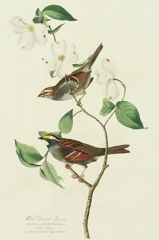 Illustration Art Print featuring the photograph Two White-throated Sparrows by Natural History Museum, London/science Photo Library