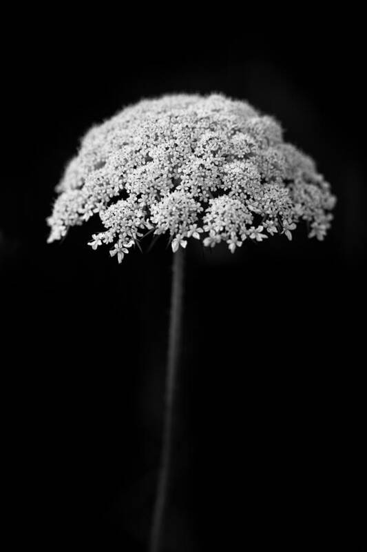 Queen Anne's Lace Art Print featuring the photograph Umbrella Light by Shane Holsclaw