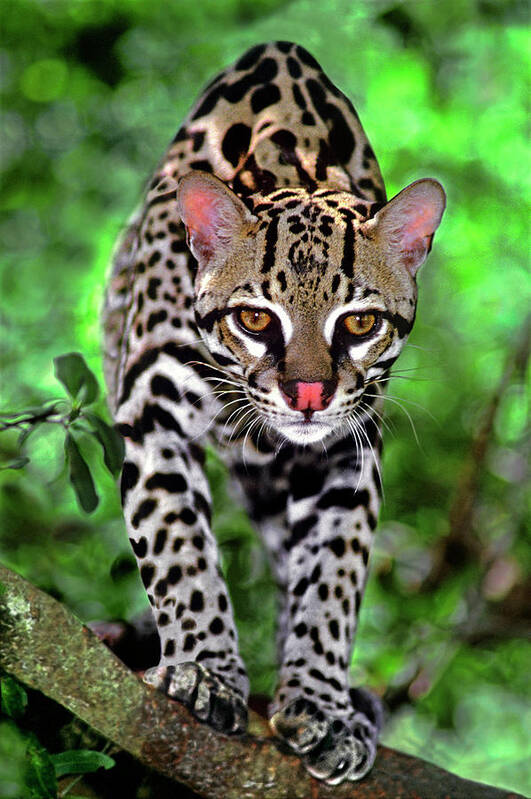 Animal Art Print featuring the photograph USA, Florida Close-up Of An Ocelot Cub by Jaynes Gallery