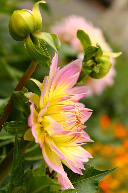 Chrysanthemum Art Print featuring the photograph Vibrant Mum by Saya Studios