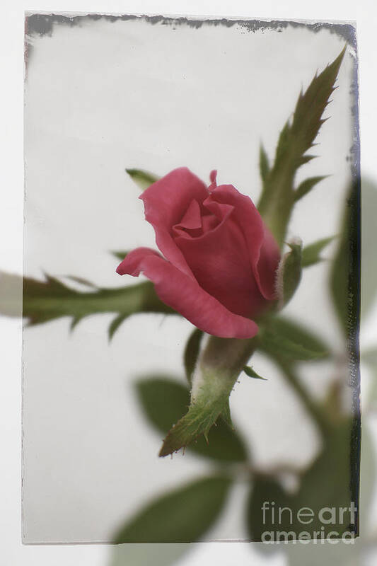 Rose Art Print featuring the photograph Vintage Antique Rose by Ella Kaye Dickey