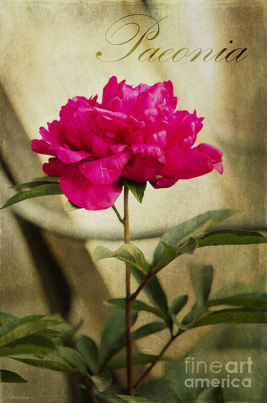 Plant Art Print featuring the photograph Vintage Peony by Mary Jane Armstrong