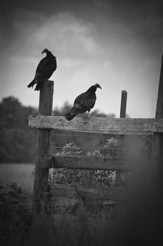 Everglades Art Print featuring the photograph Vultures On Fence by Bradley R Youngberg