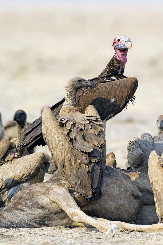 Torgos Tracheliotus Art Print featuring the photograph Vultures With Carrion by Tony Camacho/science Photo Library