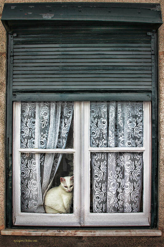 White Cat Art Print featuring the photograph Waiting for feline Romeo by Aleksander Rotner