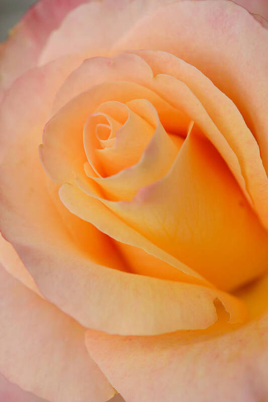 Floral Art Print featuring the photograph Warm Blush by Sandy Fisher