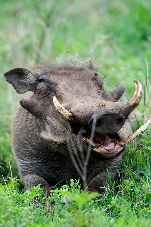 Photography Art Print featuring the photograph Warthog Phacochoerus Aethiopicus by Panoramic Images