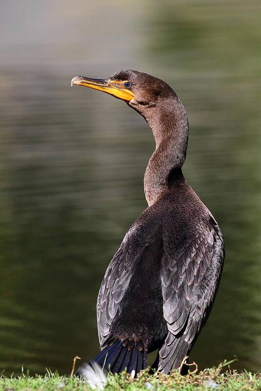 Cormorant Art Print featuring the photograph Wary Cormorant by Mike Farslow