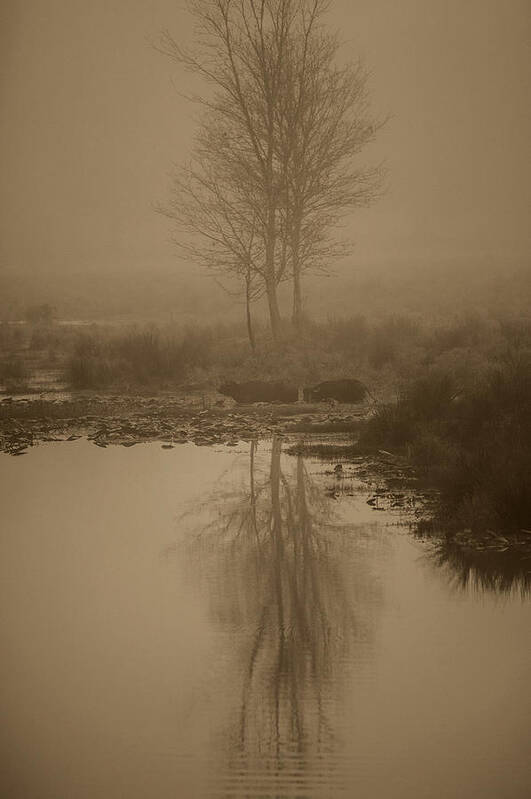 Sepia Portrait Art Print featuring the photograph Water Buffalo Morning Fog by Frank Feliciano