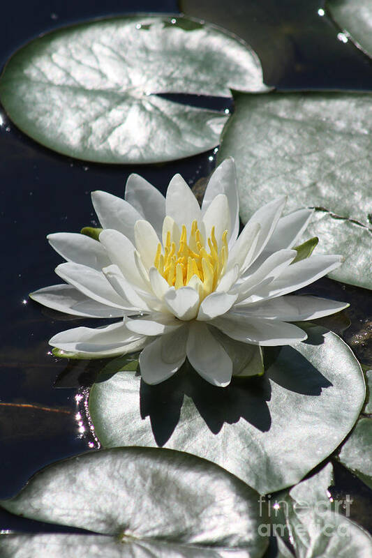 Lily Art Print featuring the photograph Water Lily II by Anita Oakley