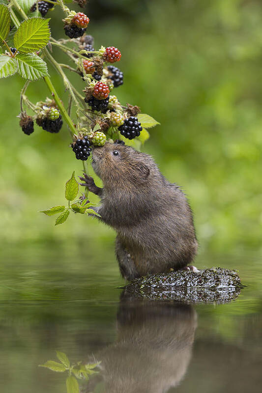Nis Art Print featuring the photograph Water Vole Eating Blackberries Kent Uk by Penny Dixie