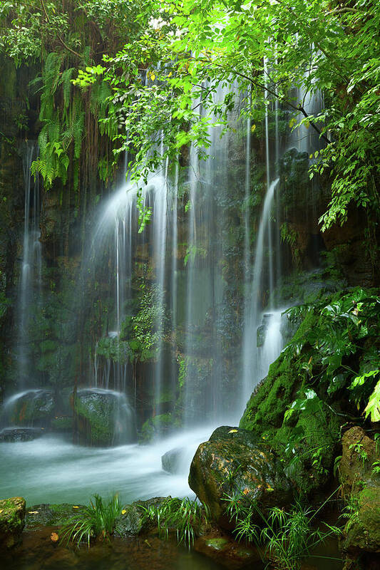 Tropical Rainforest Art Print featuring the photograph Waterfall by Ithinksky