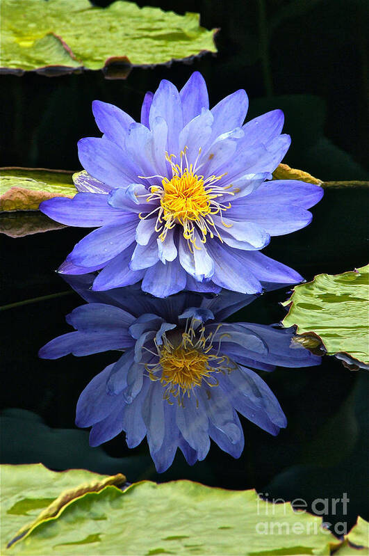 Lavender Waterlily Art Print featuring the photograph Waterlily And Reflection by Byron Varvarigos