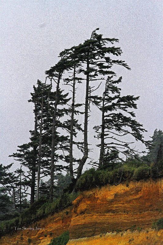 Weathered Fir Tree Above The Ocean Art Print featuring the photograph Weathered Fir Tree Above The Ocean by Tom Janca