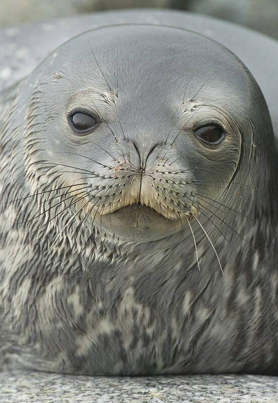 534752 Art Print featuring the photograph Weddell Seal Petermann Isl Antarctica by Kevin Schafer