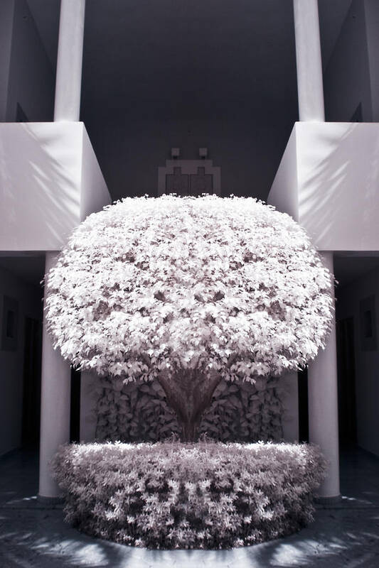 3scape Photos Art Print featuring the photograph Welcome Tree Infrared by Adam Romanowicz 3scape Photos Art Print featuring the photograph Welcome Tree Infrared by Adam Romanowicz