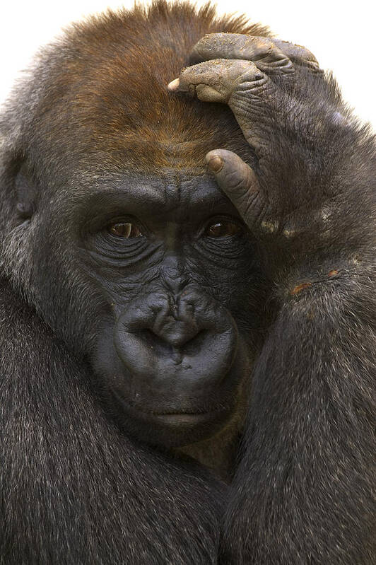 Feb0514 Art Print featuring the photograph Western Lowland Gorilla With Hand by San Diego Zoo