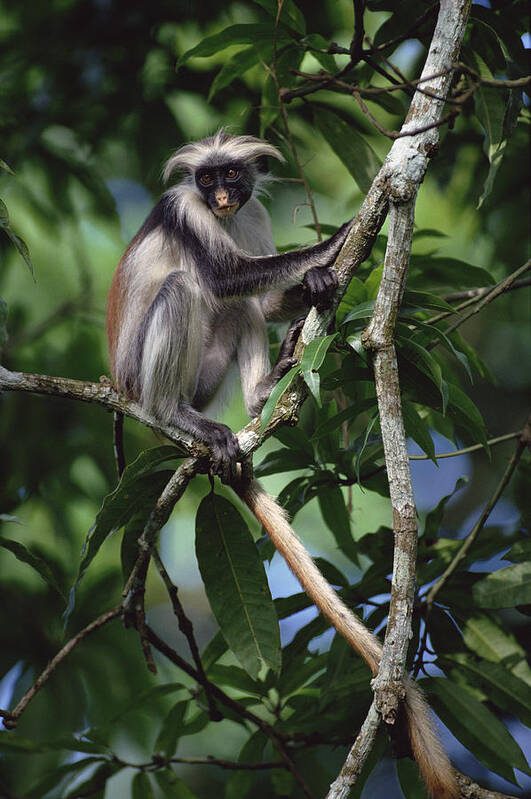 Feb0514 Art Print featuring the photograph Western Red Colobus In Tree Zanzibar by Konrad Wothe