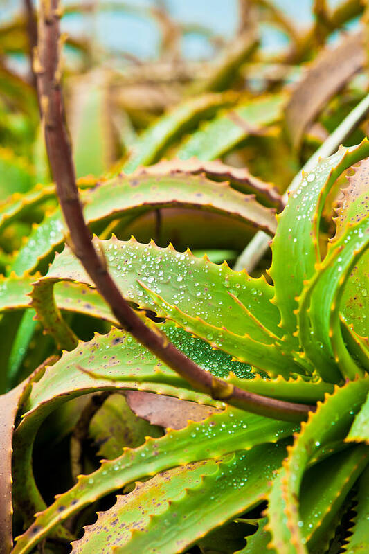 Wet Art Print featuring the photograph After the Rain by Melinda Ledsome