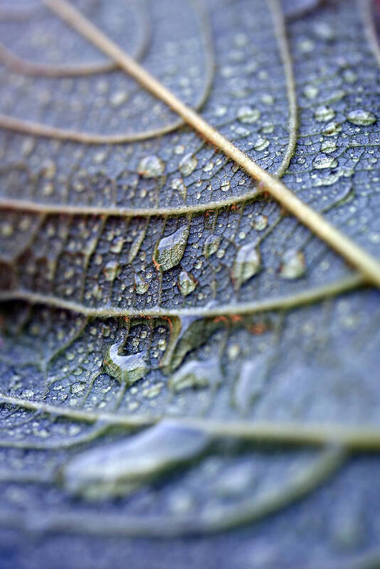 Leaf Art Print featuring the photograph Wet Leaf by Frank Tschakert