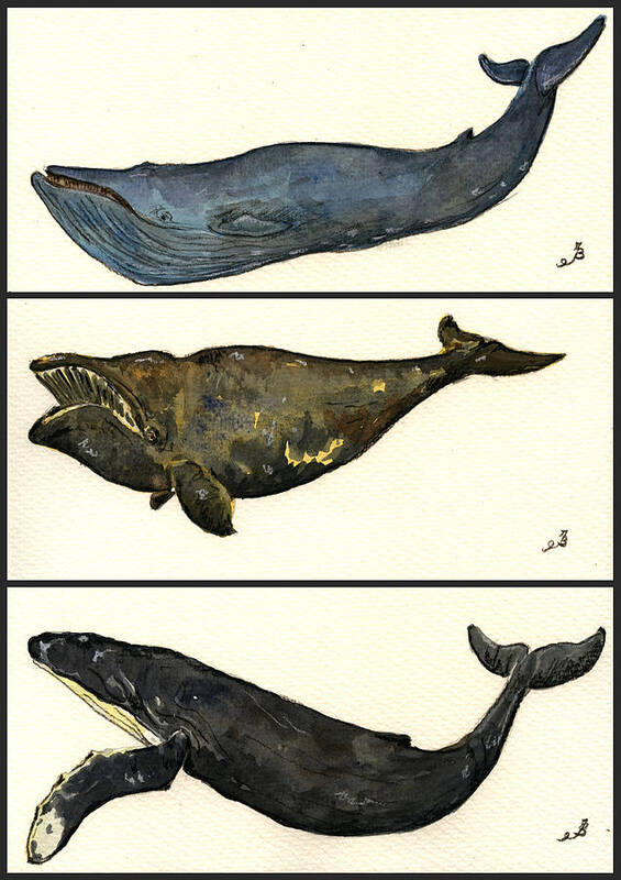 Blue Art Print featuring the painting Whales compilation 1 by Juan Bosco