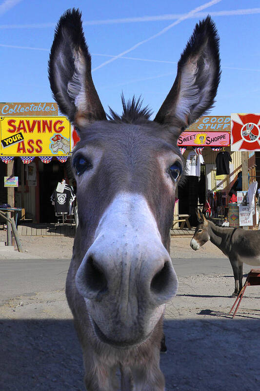 Donkey Art Print featuring the photograph What . . . No Carrots by Mike McGlothlen