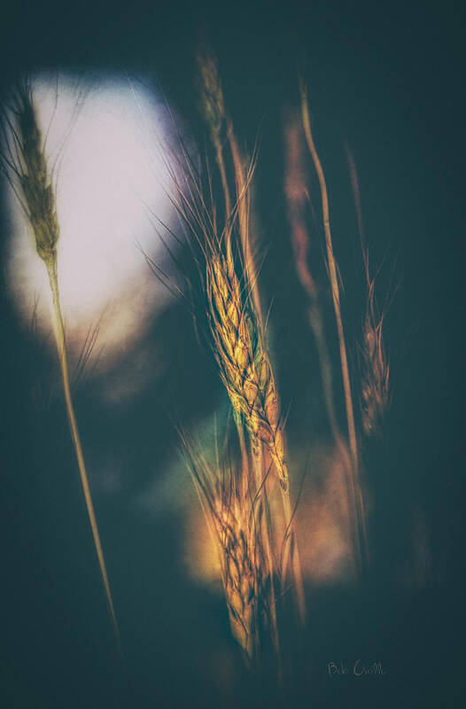 Abstract Art Print featuring the photograph Wheat Of The Evening by Bob Orsillo