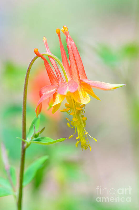 Columbine Art Print featuring the photograph Where A Fairy Lives by Tamara Becker