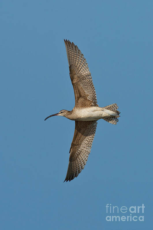 Fauna Art Print featuring the photograph Whimbrel In Flight by Anthony Mercieca