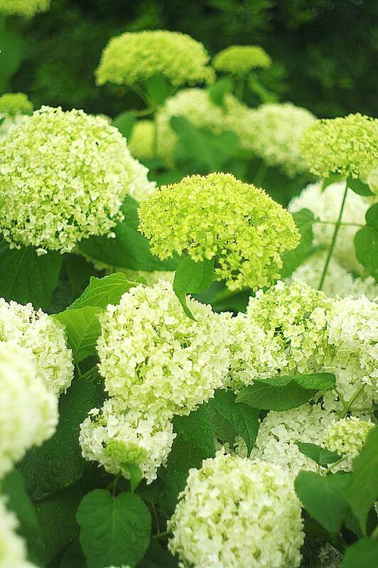 Hydrangea Art Print featuring the photograph White and Green Hydrangea Flowers by Suzanne Powers