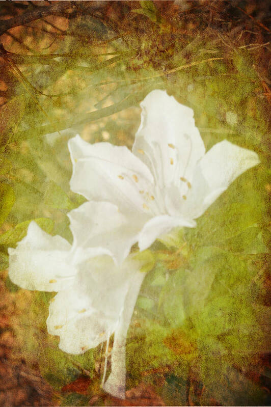 Flower Art Print featuring the photograph White Azalea by Judy Hall-Folde