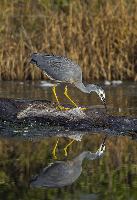 Feb0514 Art Print featuring the photograph White-faced Heron Foraging Hawkes Bay by Mark Hughes