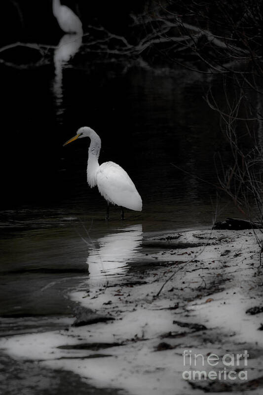White Art Print featuring the photograph White Heron by Angela DeFrias