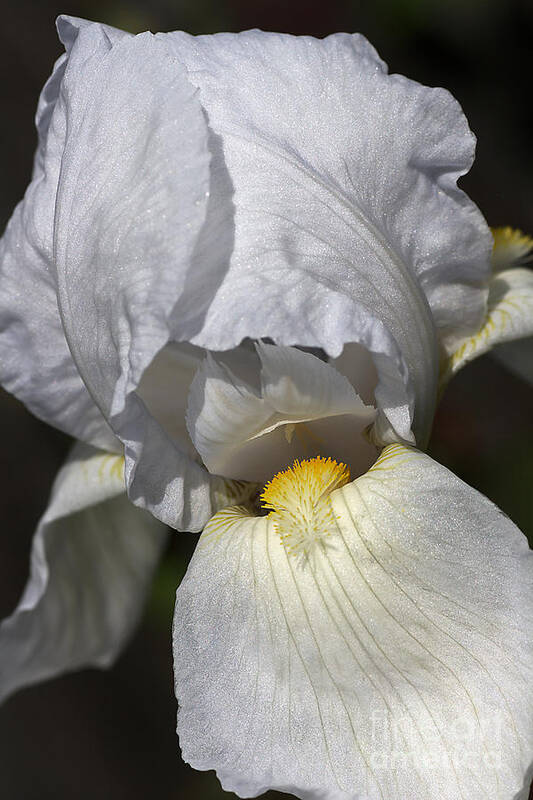 Iridaceae Art Print featuring the photograph White Iris by Joy Watson