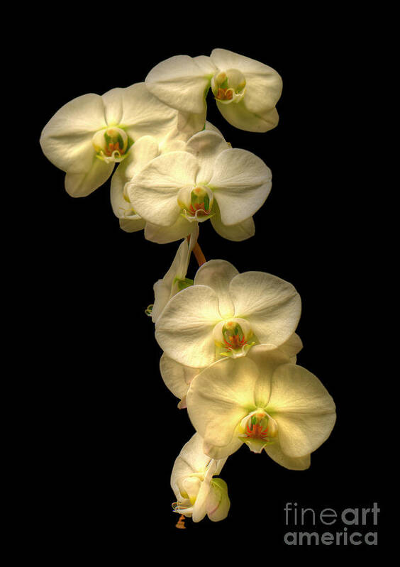 Orchids Art Print featuring the photograph White Orchids On Black by Kathy Baccari