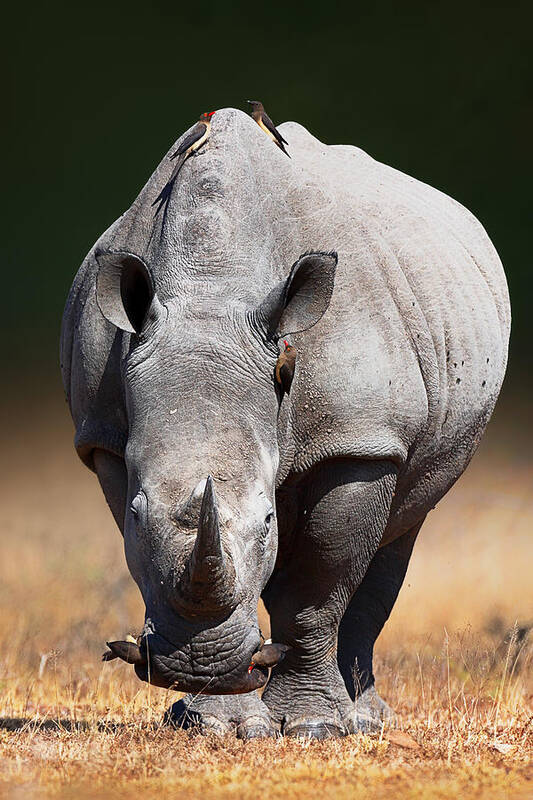 Rhinoceros Art Print featuring the photograph White Rhinoceros front view by Johan Swanepoel
