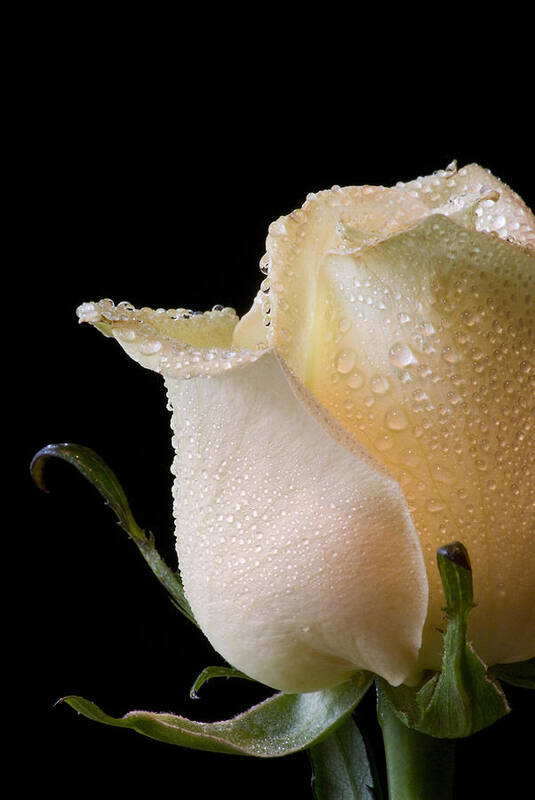 Rose Art Print featuring the photograph White Rose Close-Up by Don Johnson